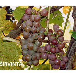 Vynmedis - Vitis ŠIRVINTA  C1 (pristatymas gegužės pab. ir per vasarą)