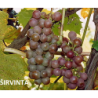 Vynmedis - Vitis ŠIRVINTA  C1 (pristatymas gegužės pab. ir per vasarą)