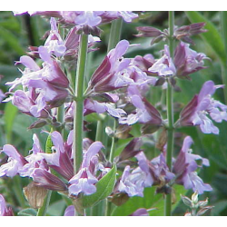 Vaistinis šalavijas - Salvia officinalis