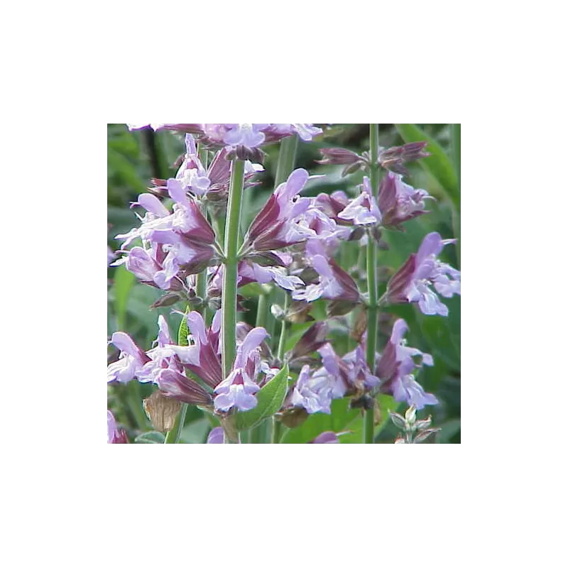 Vaistinis šalavijas - Salvia officinalis