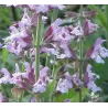 Salvia officinalis