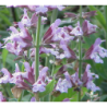Vaistinis šalavijas - Salvia officinalis