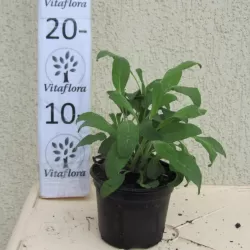Vaistinis šalavijas - Salvia officinalis