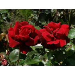 Rožė - Rosa LE ROUGE ET LE NOIR ®