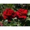 Rožė - Rosa LE ROUGE ET LE NOIR ®