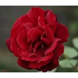 Rožė - Rosa LE ROUGE ET LE NOIR ®