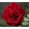 Rožė - Rosa LE ROUGE ET LE NOIR ®