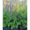 Gojinis šalavijas - Salvia OSTFRIESLAND