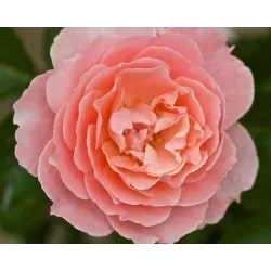 Rožė - Rosa LAIMANT