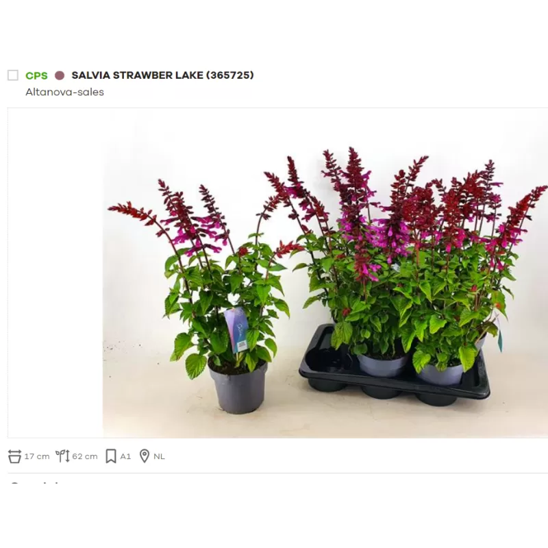 Šalavijas - Salvia STRAWBERRY LAKE