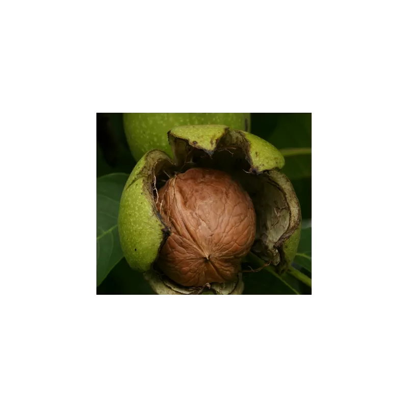 Graikinių riešutmedžių sodinukai su pristatymu į namus