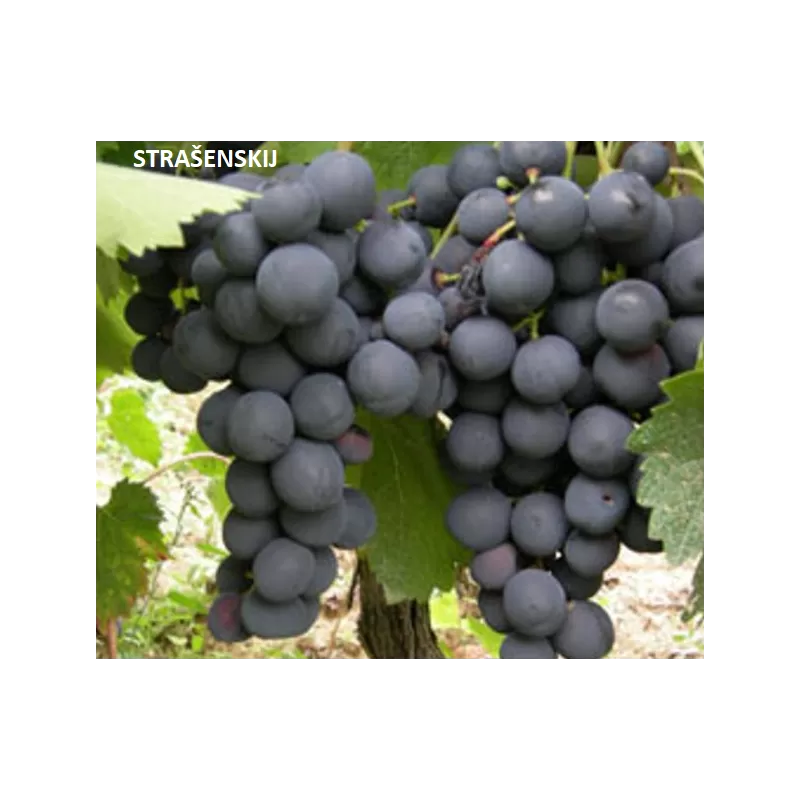 Užsisakyk augalus pavasariui jau dabar