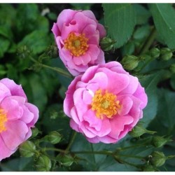 Rožė - Rosa LAVENDER DREAM