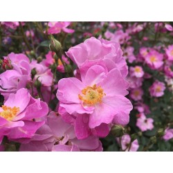 Rožė - Rosa LAVENDER DREAM