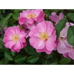 Rožių krūmai internetu su pristatymu į namus