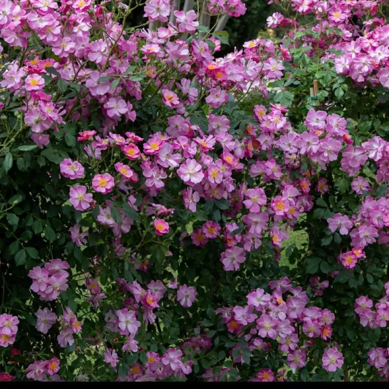 Rožių krūmai internetu su pristatymu į namus