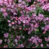 Rožė - Rosa LAVENDER DREAM
