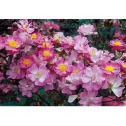 Rožių krūmai internetu su pristatymu į namus