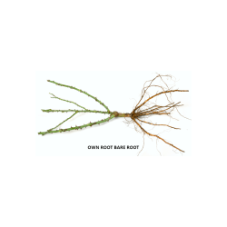 Rožė - Rosa LAVENDER DREAM