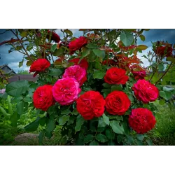 Rožių sodinukai internetu su pristatymu į namus