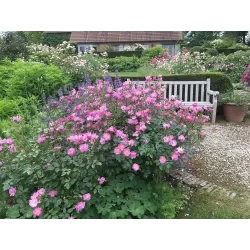 Rožių krūmai internetu su pristatymu į namus