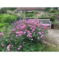 Rožė - Rosa LAVENDER DREAM