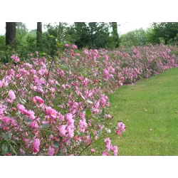 Rožių krūmai internetu su pristatymu į namus