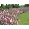 Rožė - Rosa LAVENDER DREAM