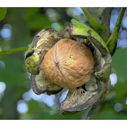 Graikinis riešutmedis - Juglans regia POPIERINIS