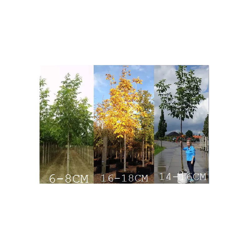 Graikinis riešutmedis - Juglans regia POPIERINIS