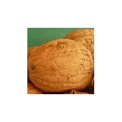 Graikinis riešutmedis - Juglans regia POPIERINIS