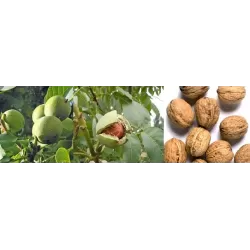 Graikinis riešutmedis - Juglans regia POPIERINIS