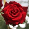 Rožė - Rosa MILDRED SCHEEL