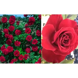 Rožė - Rosa LADY IN RED