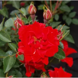 Rožė - Rosa LADY IN RED