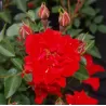 Rožė - Rosa LADY IN RED