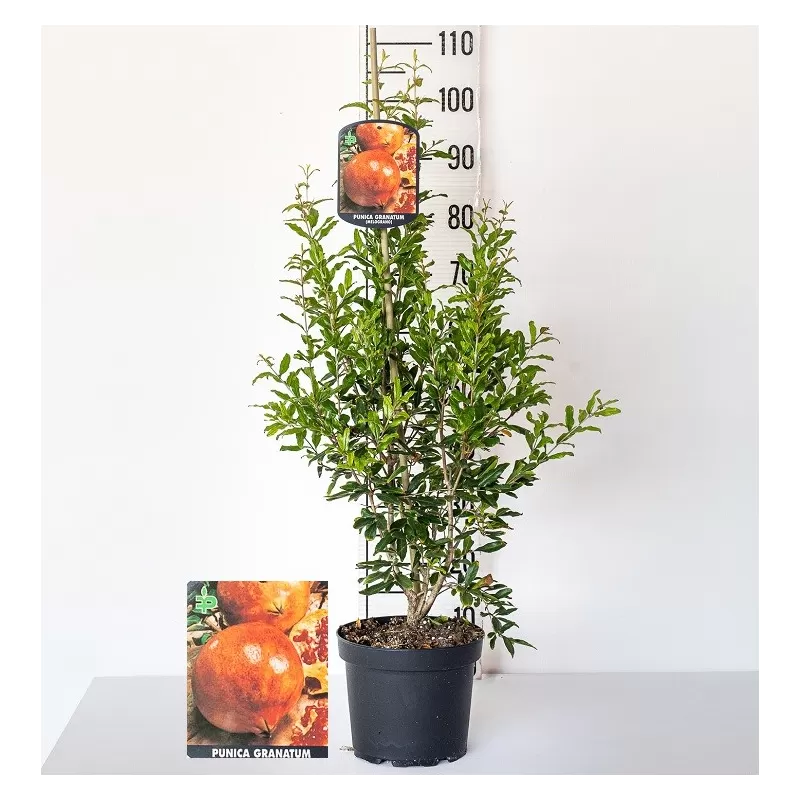 Granatmedis - Punica granatum WONDERFUL
