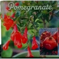 E-medelynas internete: vaismedžiai ir vaiskrūmiai