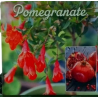 Pomegranate - Punica Granatum WONDERFUL