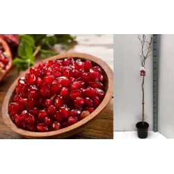 Granatmedis - Punica granatum DENTE DI CAVALLO