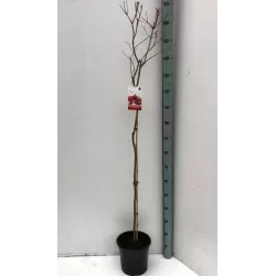 Egzotiniai augalai internetu