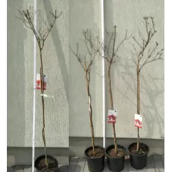 Granatmedis - Punica granatum DENTE DI CAVALLO