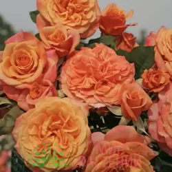 Rosa LA VILLA COTTA ®