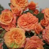 Rožė - Rosa LA VILLA COTTA ®