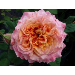 Rožė - Rosa LA VILLA COTTA ®