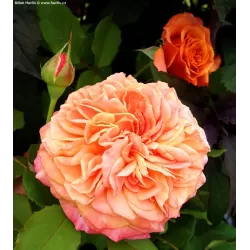 Rosa LA VILLA COTTA ®