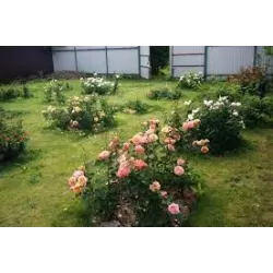 Rosa LA VILLA COTTA ®