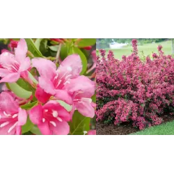 Veigelė - Weigela STELZNERI