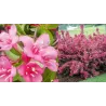 Veigelė - Weigela STELZNERI