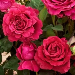 Rožė - Rosa LA ROSE DES 4 VENTS ®